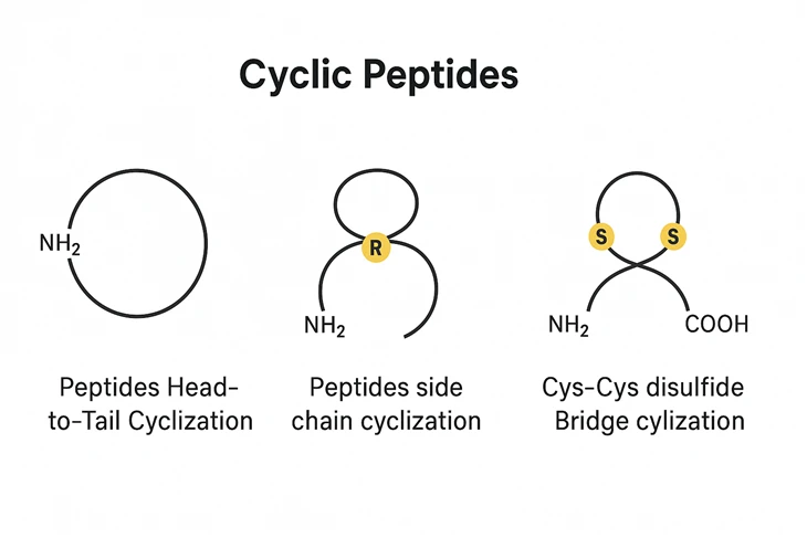 Sykliset peptidit