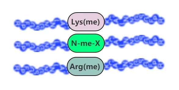 Metyloidut peptidit