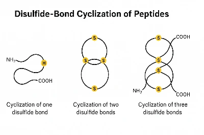 Disulfide-Bond Cyclization Of Peptides 1 Disulfide-Bond Cyclization Of Peptides 1